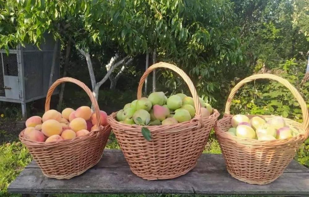 Кошик плетений з лози, корзина,для грибів на спаса