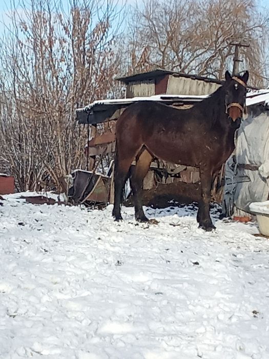 Лошиця молода необкатана