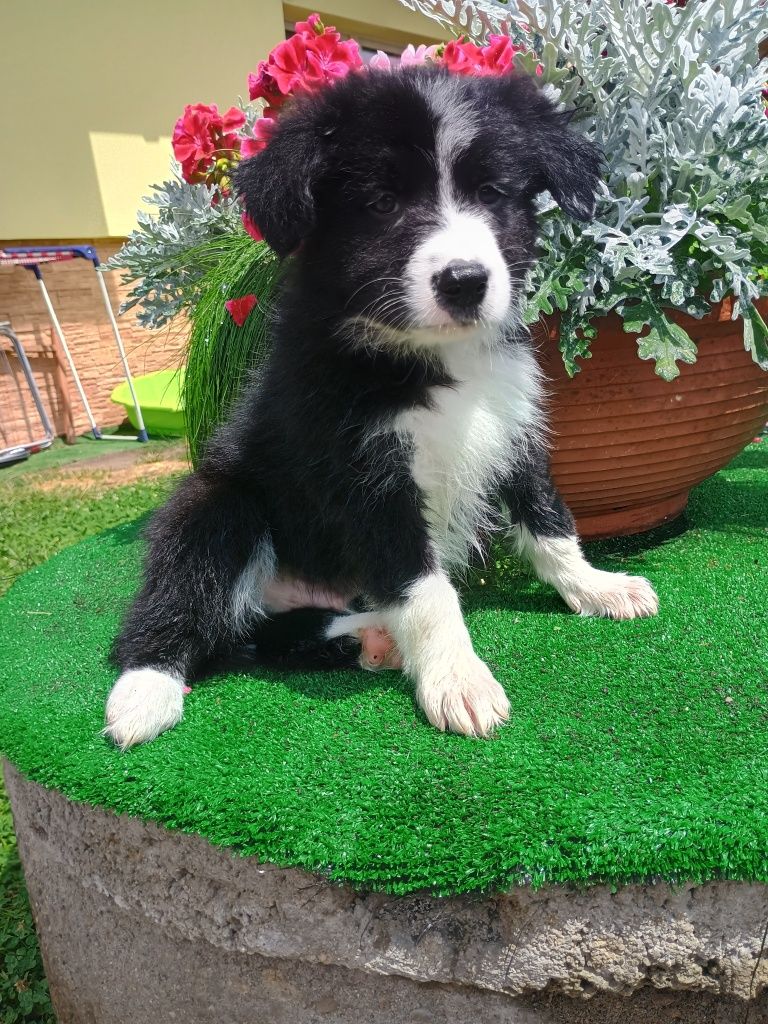 Border Collie,  szczeniak