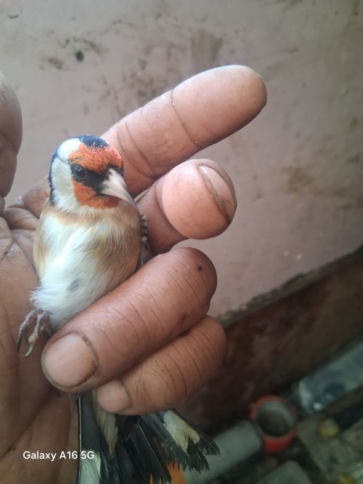 Vendo canarios   novos  10 eros