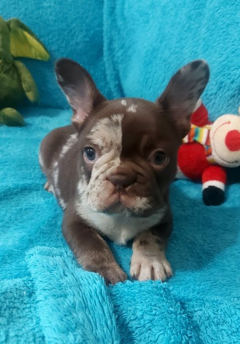 ВІП красуня, ізабелла роджо мерле