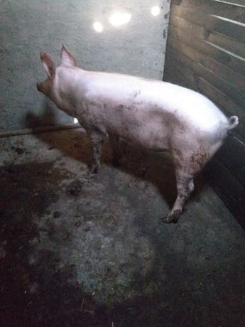 Vendo porco capado para abate 250€ se for ao kilo 3€ o kilo