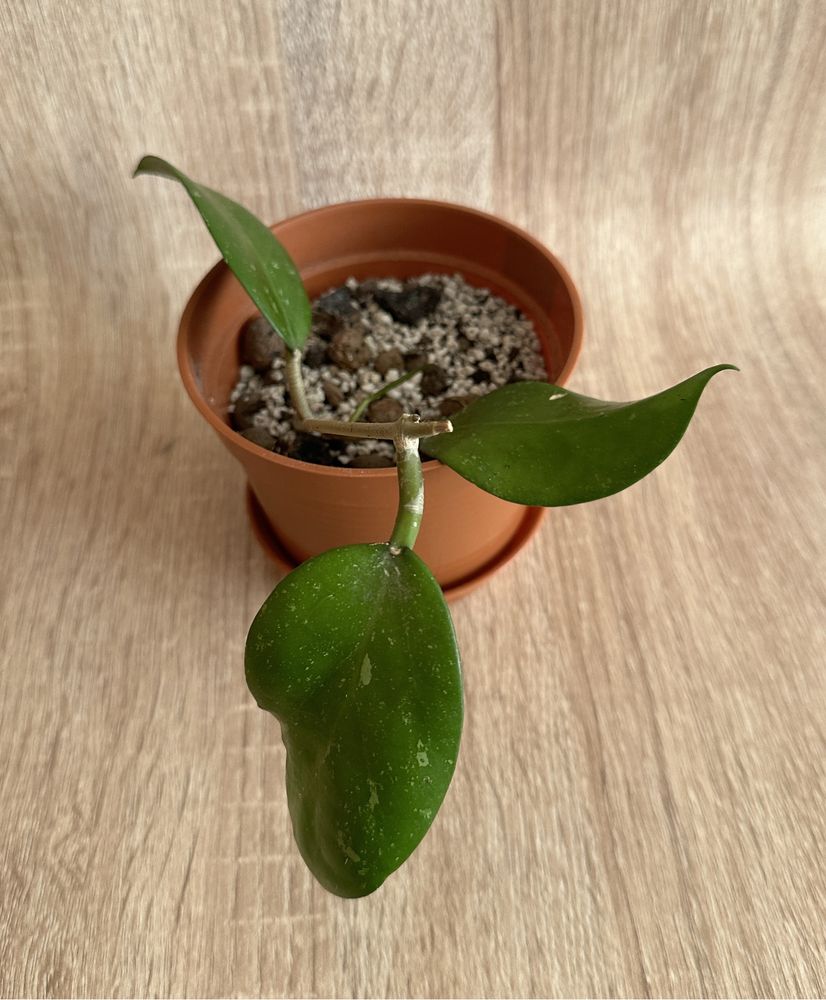 Hoya acuta var. hendersonii EPC 745 ukorzeniona rosnąca sadzonka