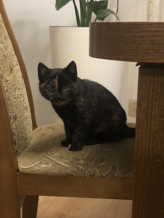 Maly błękitny kotek