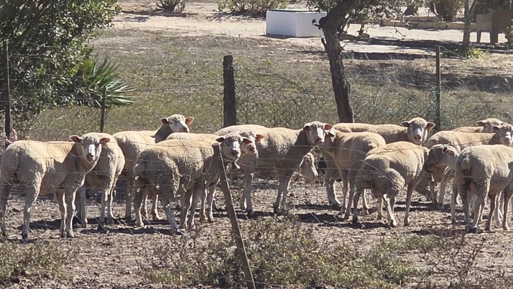 Ovelhas raça Île-de-France