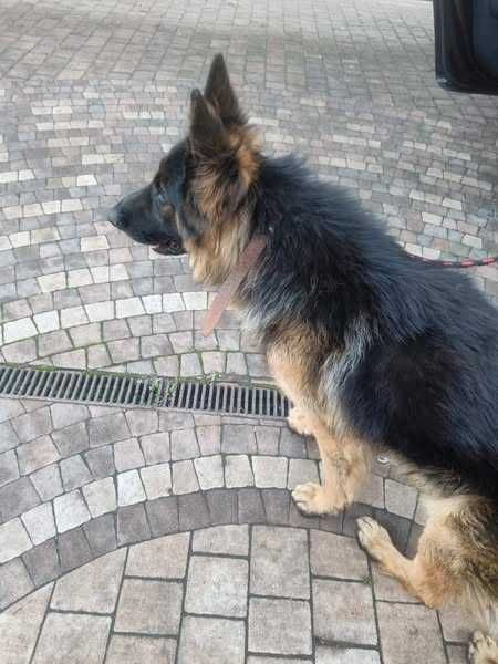 Tymianek wielkopolskie, 5 października