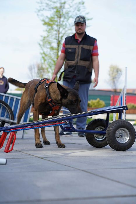 Szkolenie psów - okolice Cieszyna/Skoczów
