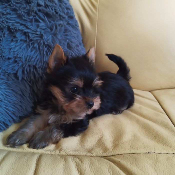 Yorkshire terrier