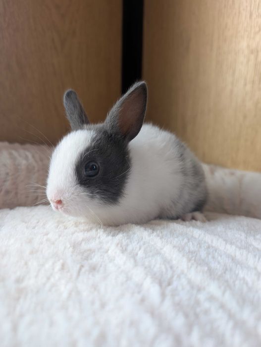 Królik karzełek, mini lop, miniaturka