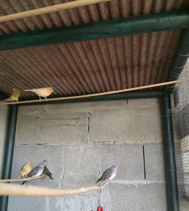 Canarios E diamantes