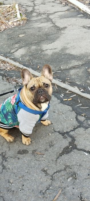 Вязка французского бульдога