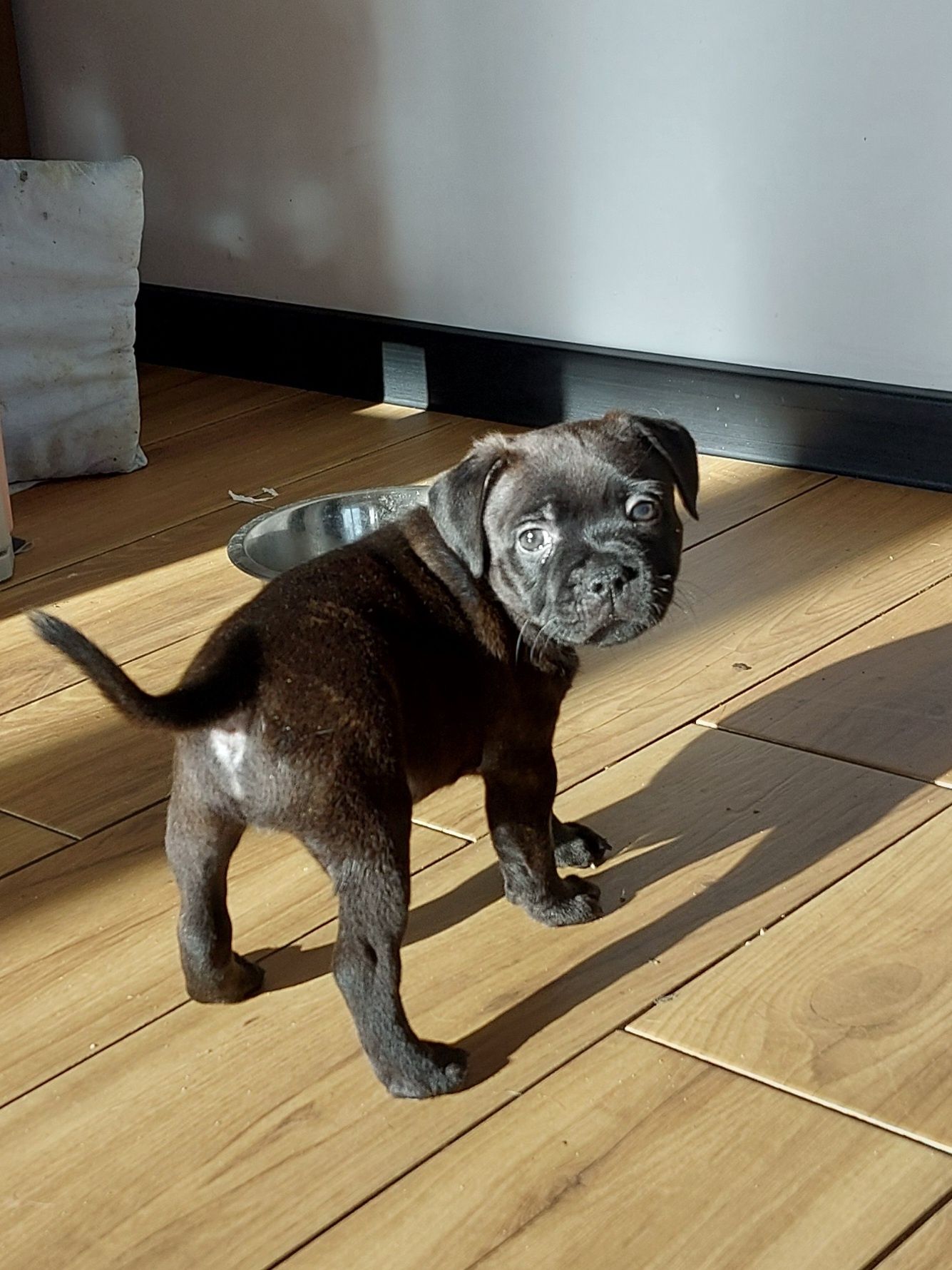 Staffordshire bull terrier piesek, staffik FCI