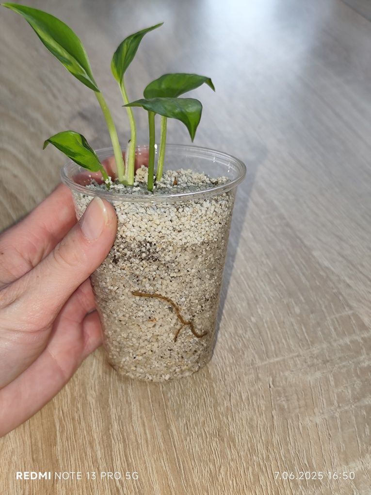 Epipremnum kiwi Kalisz