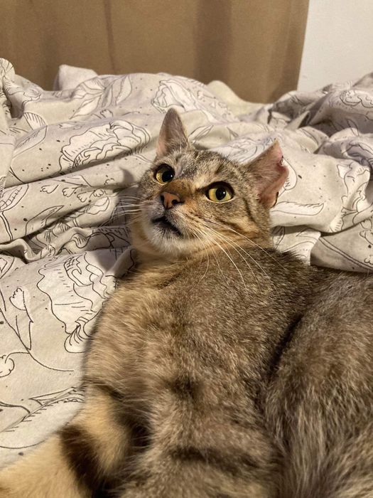 Przepiękne miłe młode kotki do adopcji przytulaste za darmo zdrowe