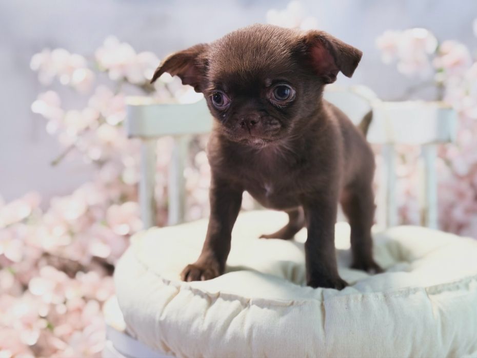 ***GOTOWY DO ODBIORU Czekoladowy maluszek chihuahua***