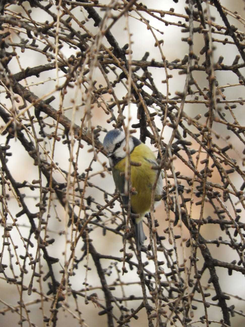 Nikon B700 Coolpix