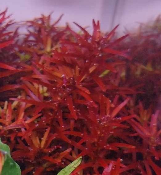 Rotala rotundifolia blood Red SG variant