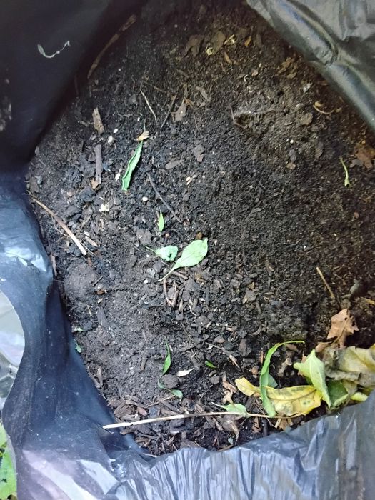 Kompostowany obornik koński