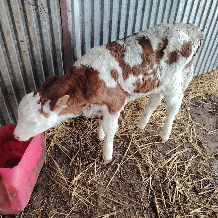Byczek 3 sztuki ,  mieszaniec mięsny simental