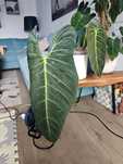 Philodendron melanochrysum