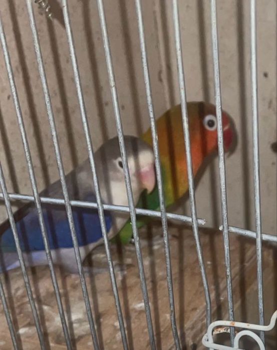 Ceder estes 2 casais por desistencia de esta espece