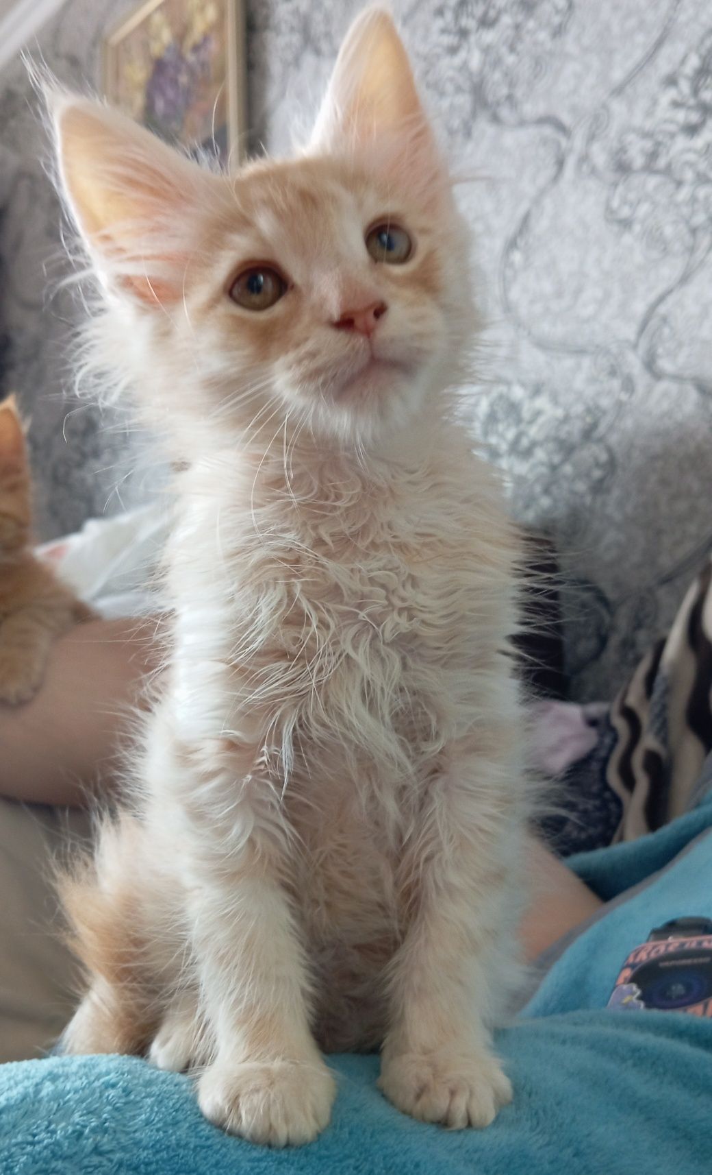 Котик метис Мейн-куна
