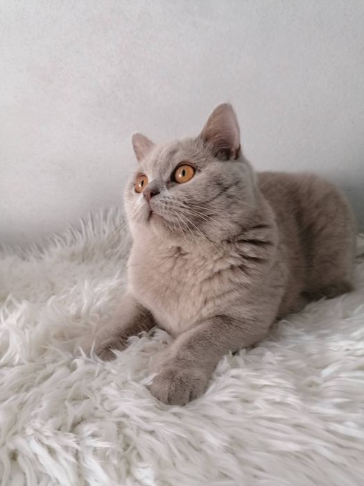 British Shorthair Lilac Fêmea