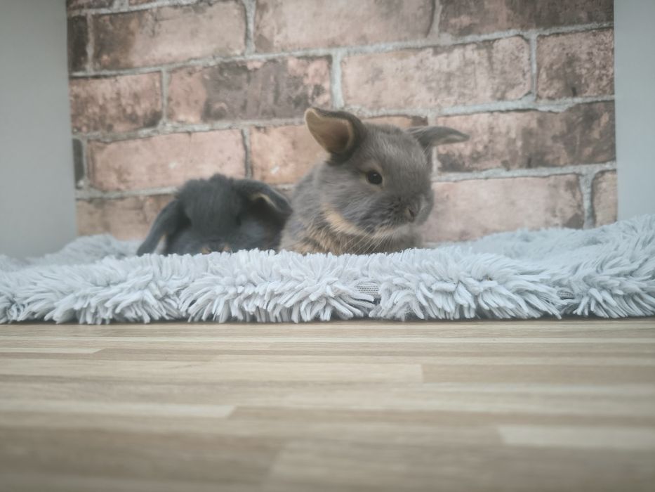 Króliczki rasy Karzełek Baran Niebieski Podpalany feh mini