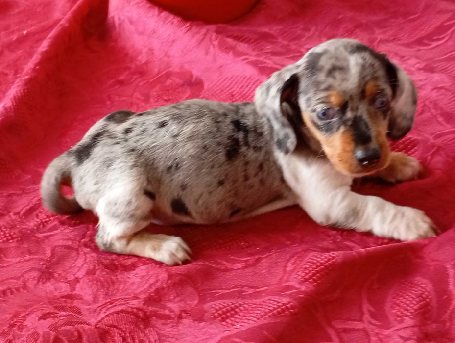 Teckel Fêmea kaninchen