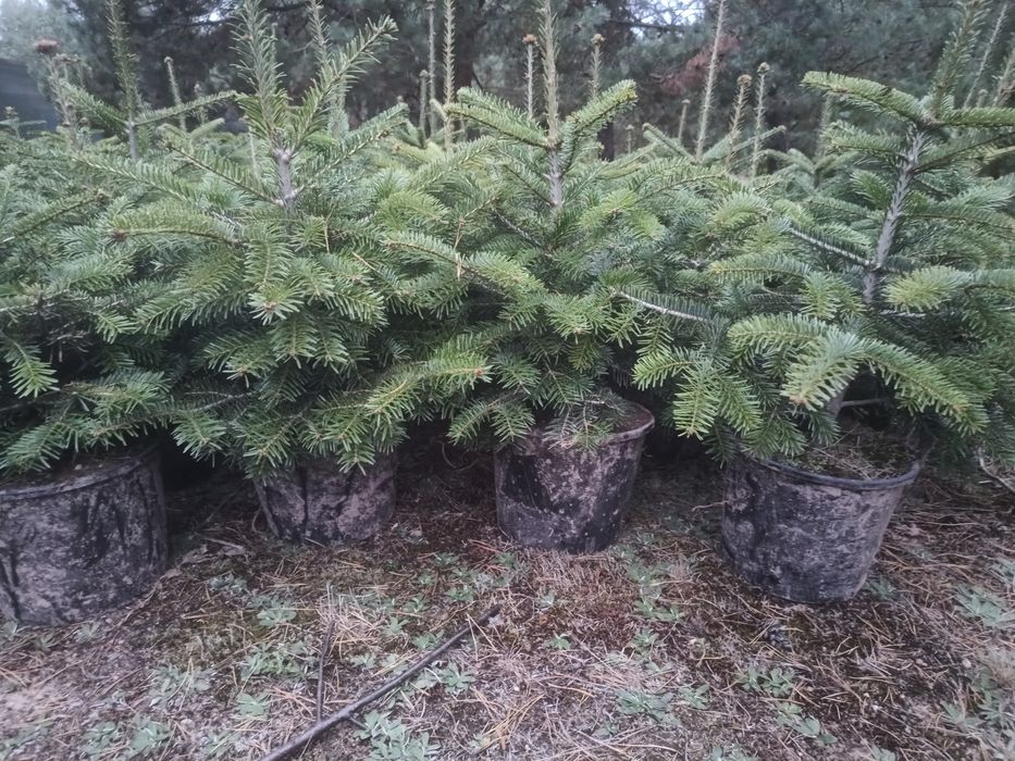 Jodła kaukaska 50 -  80 cm