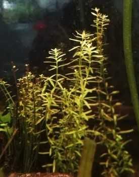 Bundle plantas aquário