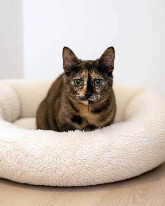 Setúbal / Margem Sul / Lisboa — SAFIRA e RUBY, gatinhas para adoção