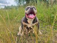American Bully Pocket