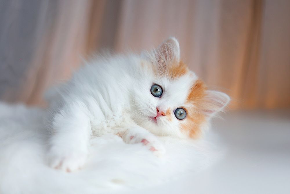 Kot szkocki, scottish fold długowłosy kociak