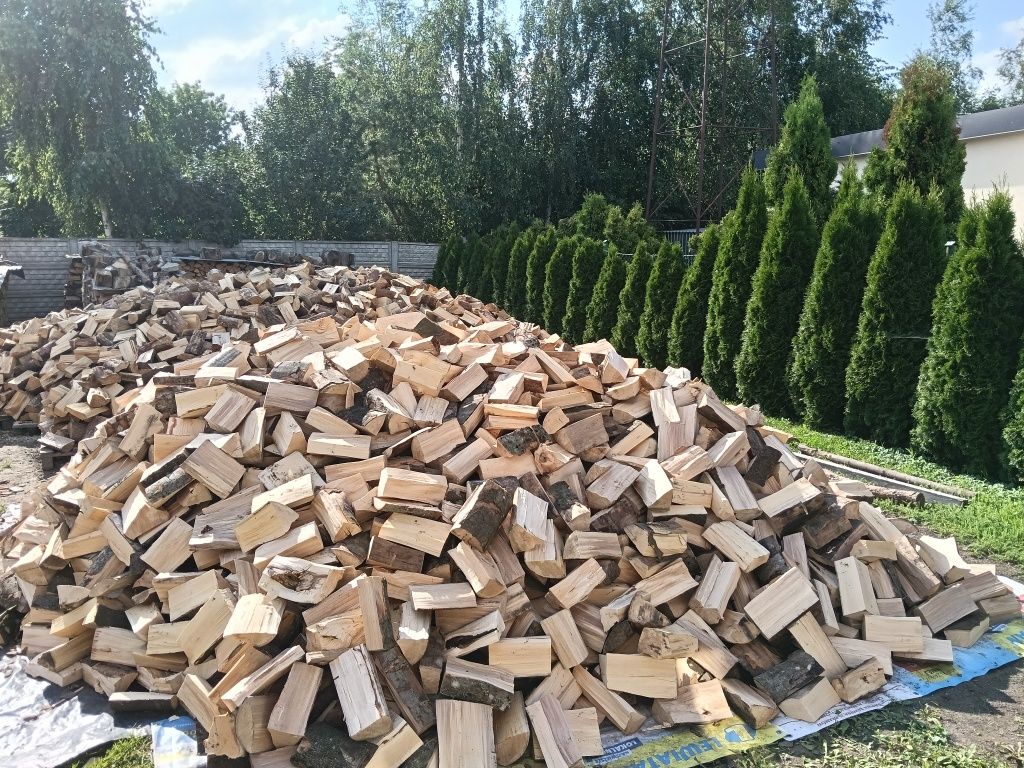 Drzewo Buk łupany