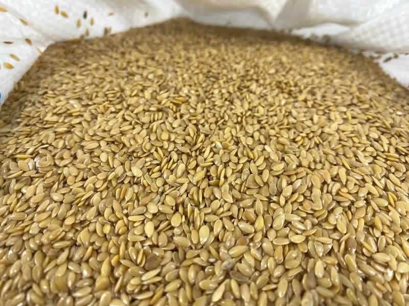 Siemię Lniane Złote Len na Ekologiczny Olej Lniany 5 KG