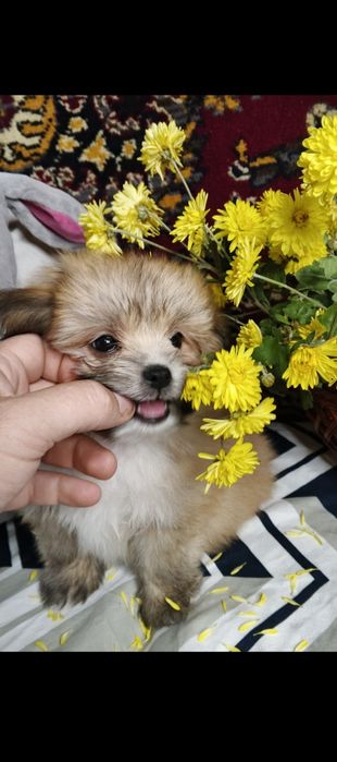 Цуценята померанський шпіц + мальтійська болонка (мальтіпом)