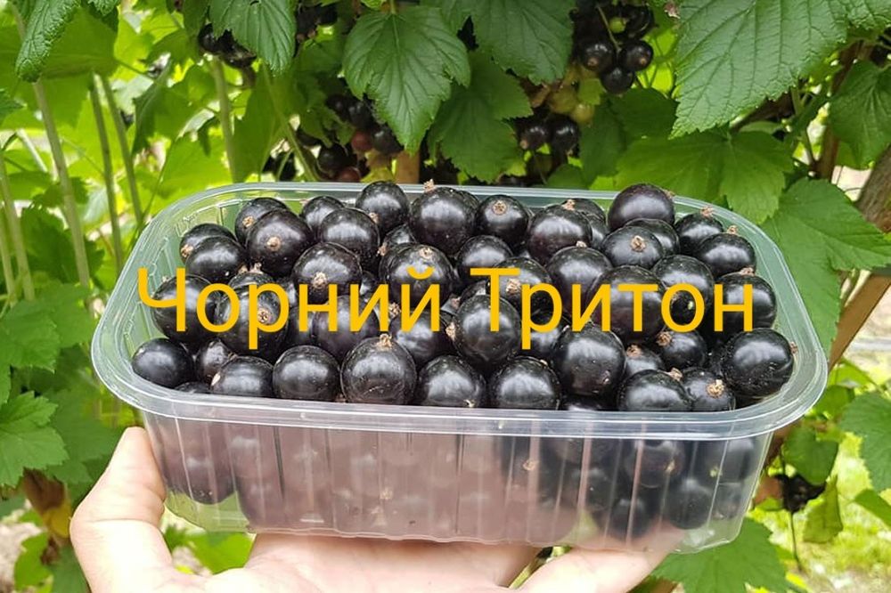 Саженцы плодовых кустов
