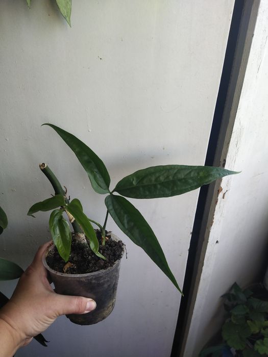 Anthurium polystictum.  .