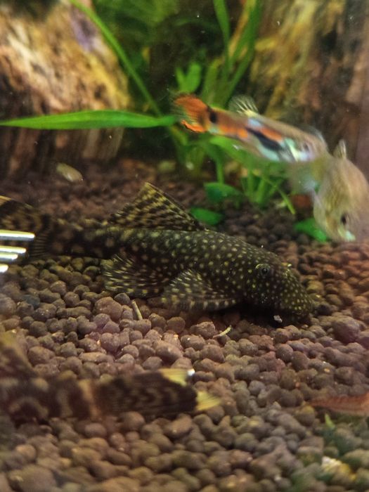 Ancistusy sp. standard