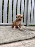 American Staffordshire Terrier