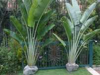 ravenalla madagascarensis