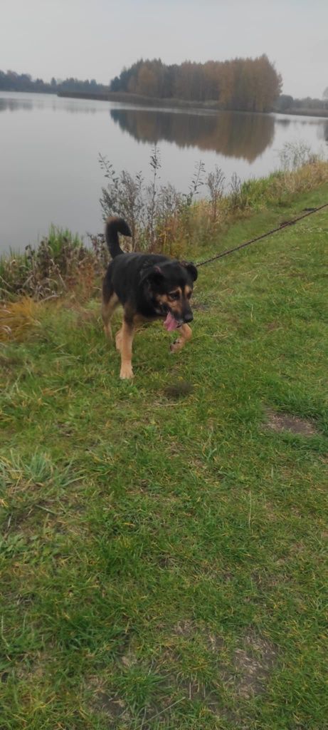 Tabs poleca się do adopcji