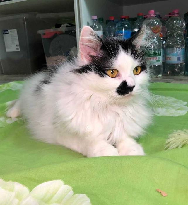 Шикарный красавчик, котик Матрос , около 5 годиков, ДОБРЯК!