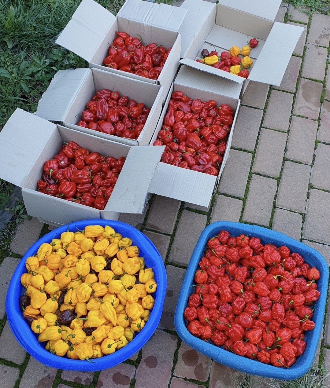 Надгострий соус "Ядерний Реактор" Carolina Reaper 999