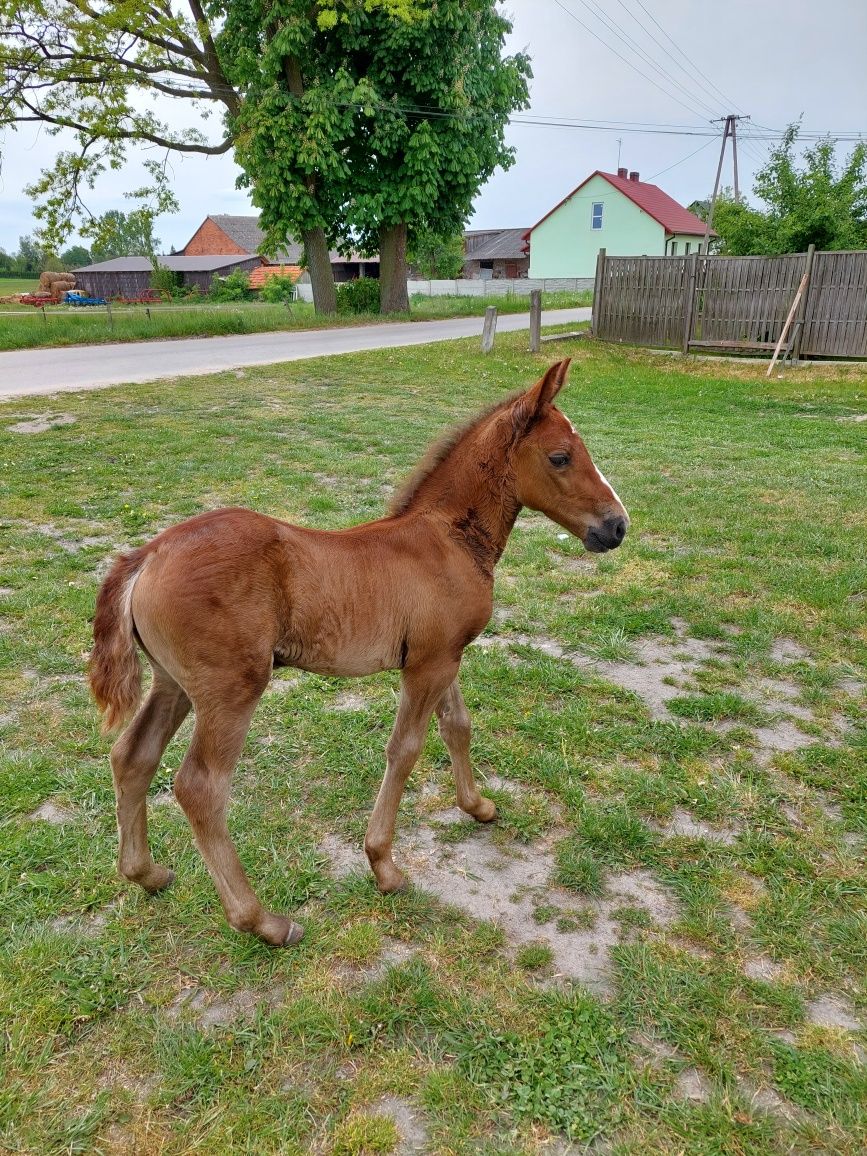 Klacz ze źrebięciem