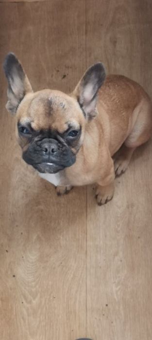 Французик дівчинка