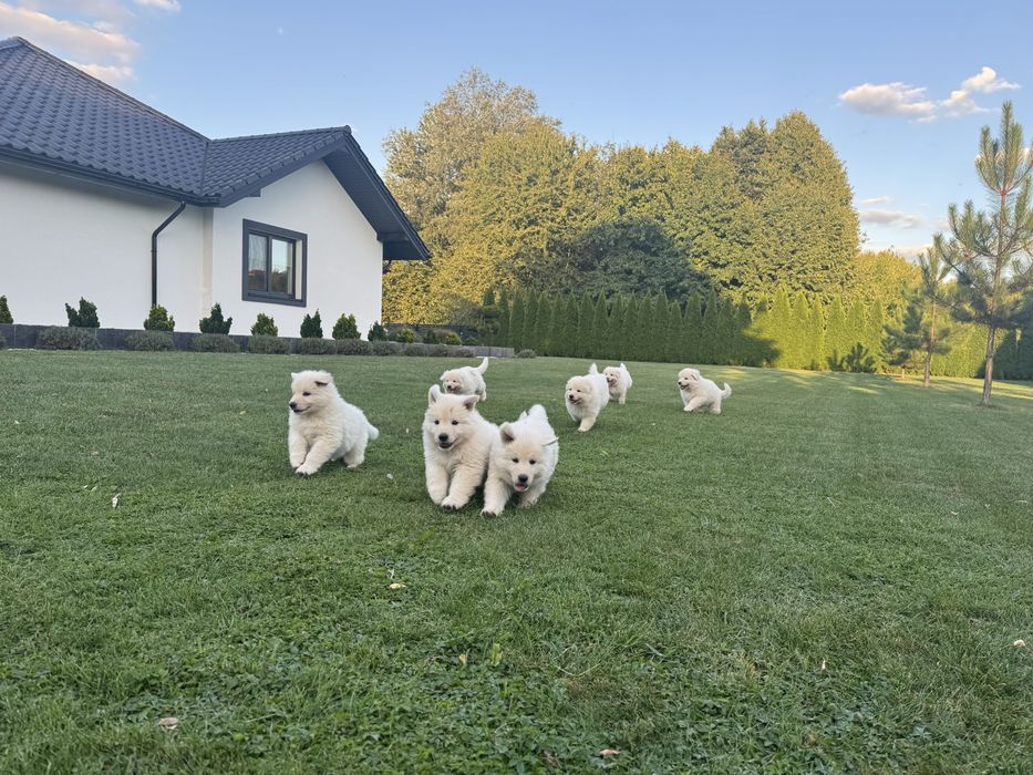 Szczeniak gotowy do odbioru- Biały Owczarek Szwajcarski!