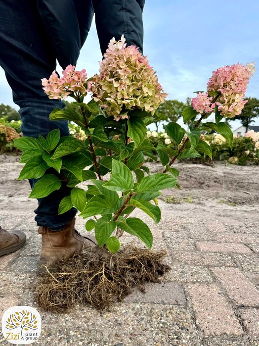 Hydrangea p. Silver Dollar, Limelight, 30-50cm, hortensja bukietowa