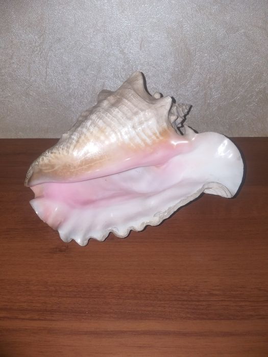 Ракушка океанська 70-80x років